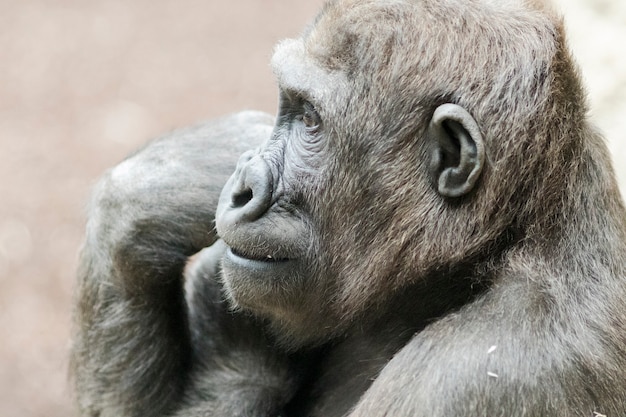 Ritratto di Close-up di gorilla mangiare frutta