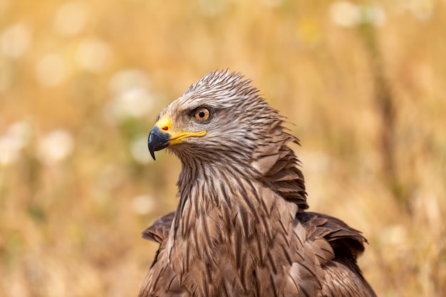 Ritratto di Close-up di un aquilone marrone