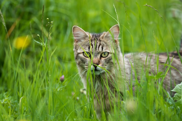 Ritratto di Close-up di un gatto