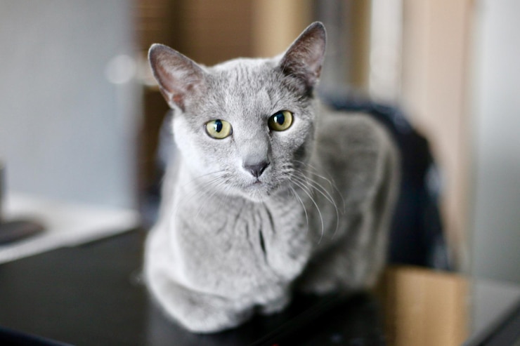 Foto ritratto di close-up di un gatto