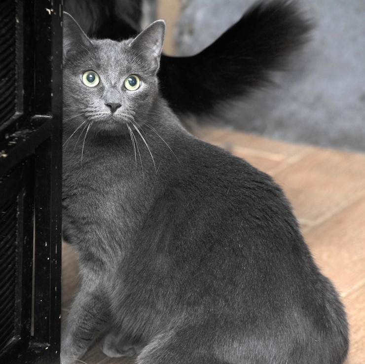 Foto ritratto di close-up di un gatto