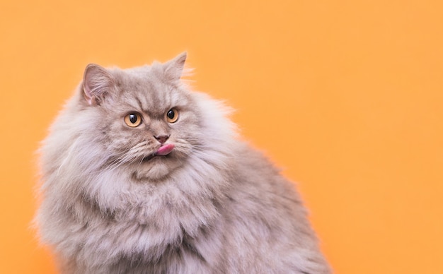 Ritratto di Close-up di un soffice gatto grigio su uno sfondo arancione, leccato da una lingua e guardando al lato