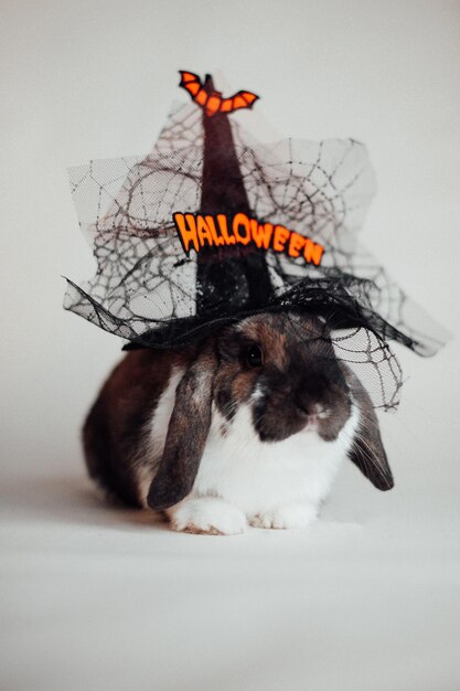 Ritratto di coniglio nano dalle orecchie ute lop che indossa il cappello di halloween su sfondo bianco