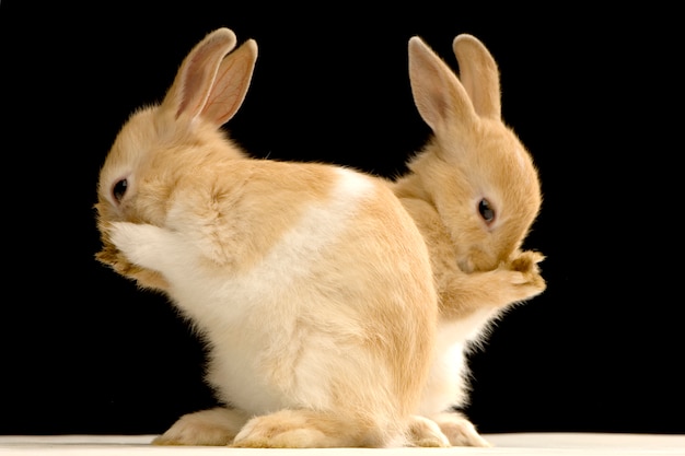 Ritratto di coniglio