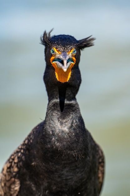 Ritratto di cormorano a doppia cresta (Phalacrocorax auritus)