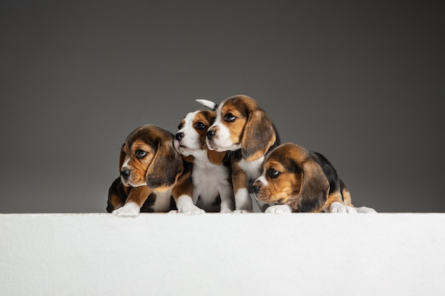 Ritratto di cuccioli di beagle su gray