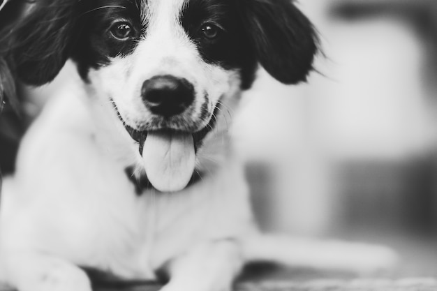 Ritratto di cucciolo con la lingua fuori in bianco e nero