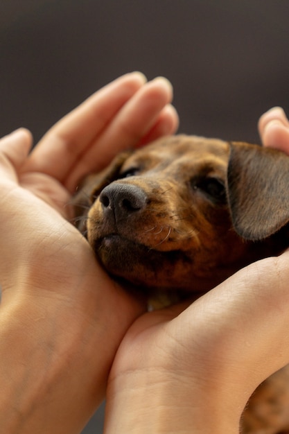 Ritratto di cucciolo di bassotto con la faccia tra le mani