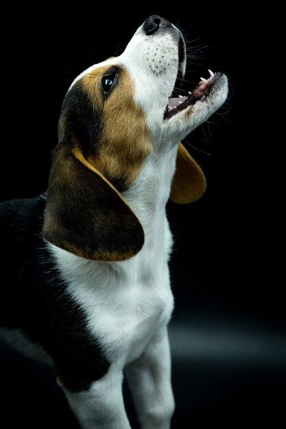 Ritratto di cucciolo di beagle guardando in alto con la bocca aperta su sfondo nero