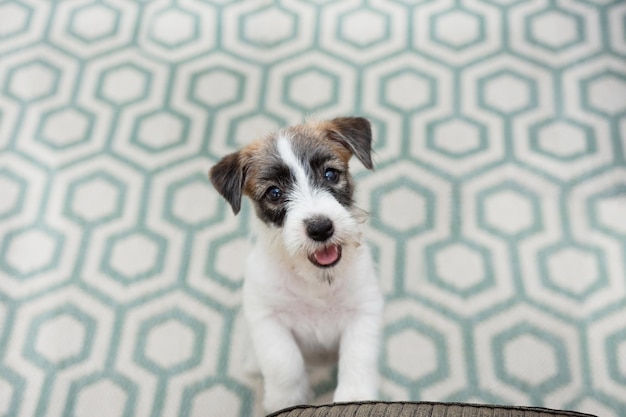 Ritratto di cucciolo di cane jack russell che elemosina cibo o chiede di salire sul divano