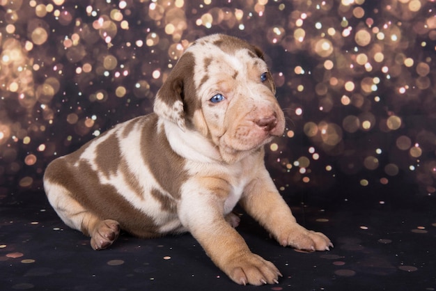 Ritratto di cucciolo di cane leopardo della Louisiana Catahoula su sfondo vacanza