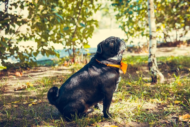 Ritratto di cucciolo di carlino carino all'aperto