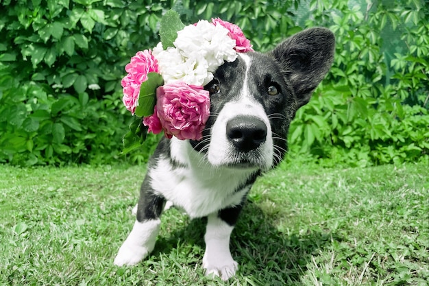 Ritratto di cucciolo di corgi del Galles con rose rosa sulla testa su sfondo di erba