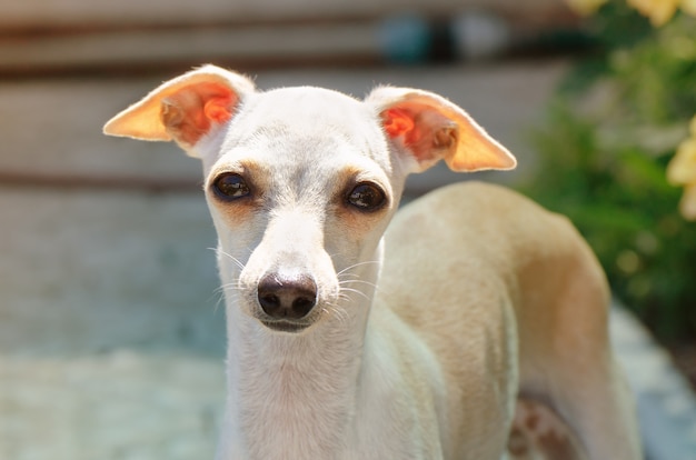 Ritratto di cucciolo di levriero italiano.