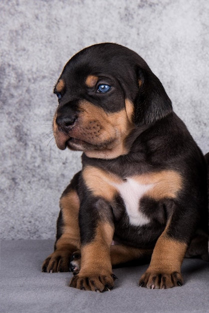 Ritratto di cucciolo di Louisiana Catahoula Leopard Dog su sfondo grigio