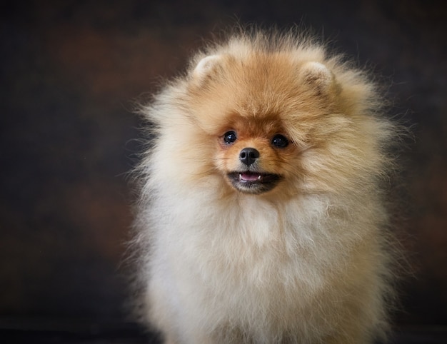 Ritratto di cucciolo di spitz di Pomerania in miniatura