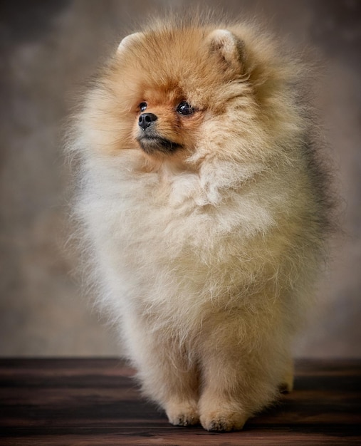 Ritratto di cucciolo di spitz di Pomerania in miniatura