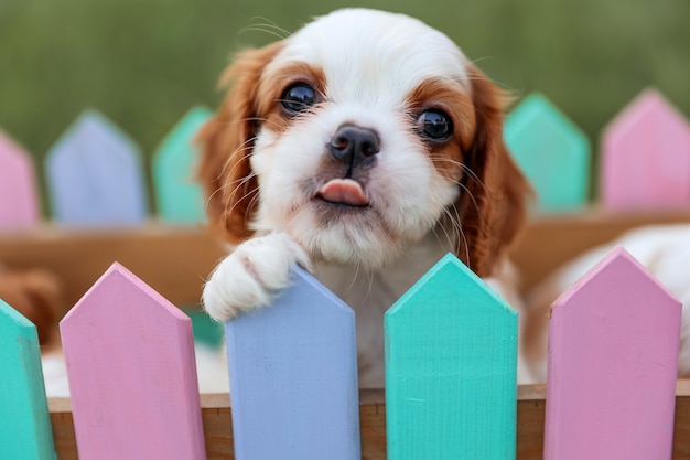 Ritratto di cucciolo King Charles Spaniel