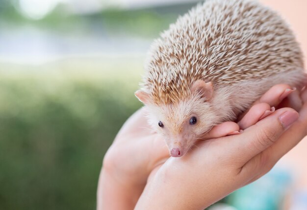 Ritratto di cute hedgehog