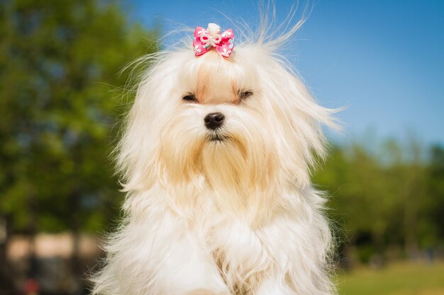 Ritratto di dettaglio con un simpatico cagnolino maltese o bichon che guarda la telecamera