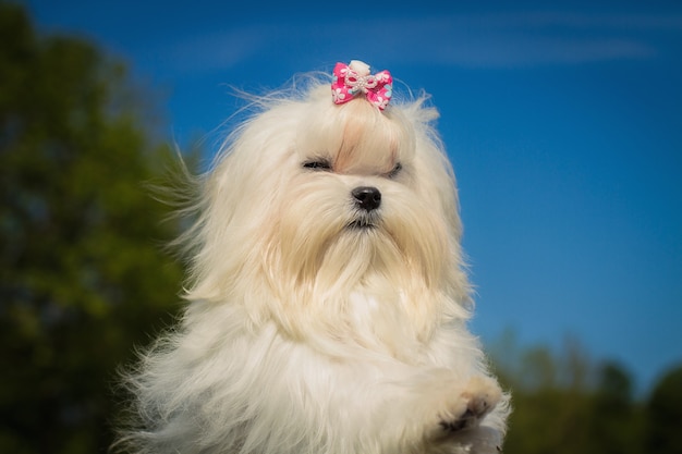 Ritratto di dettaglio con un simpatico cagnolino maltese o bichon che guarda la telecamera