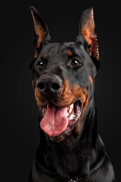 Ritratto di doberman pinscher