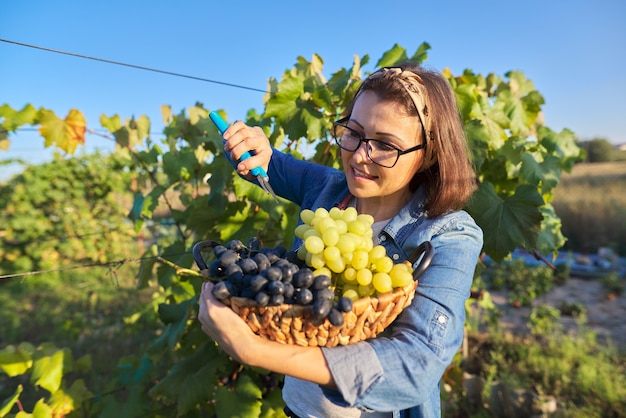 Ritratto di donna felice con cesto d'uva. Femmina in vigna con raccolto di uva verde e blu, tramonto, estate, autunno. Concetto di viticoltura, giardinaggio, hobby e tempo libero