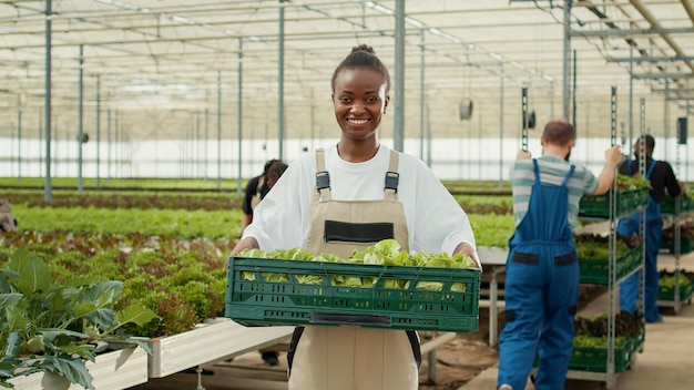 Ritratto di donna sorridente in serra con cassa con lattuga fresca raccolta a mano pronta per la consegna. Lavoratore agricolo biologico afroamericano che mostra la produzione giornaliera in ambiente idroponico.