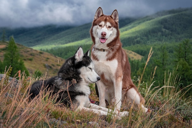 Ritratto di due bellissimi cani husky sulla passeggiata Husky siberiano sullo sfondo della foresta di montagna