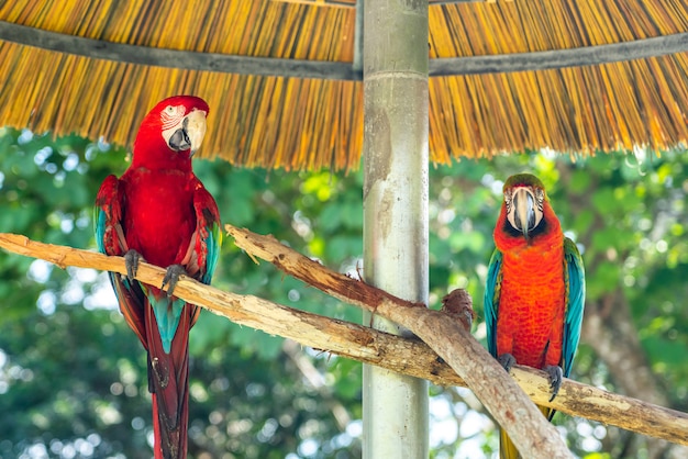 Ritratto di due pappagalli colorati in un parco