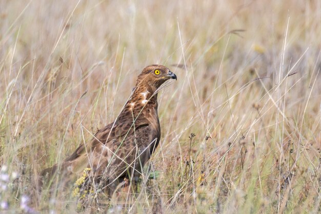 Ritratto di falco pecchiaiolo Pernis apivorus nell'erba