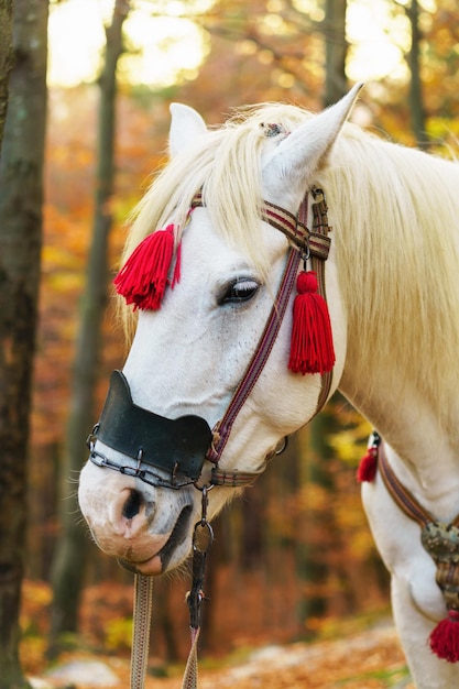 Ritratto di fantasia magica fiaba cavallo bianco che indossa un'imbracatura rossa