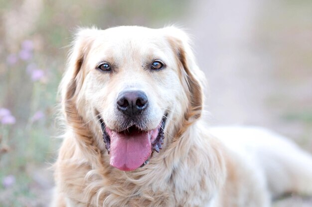 Ritratto di felice golden retriever