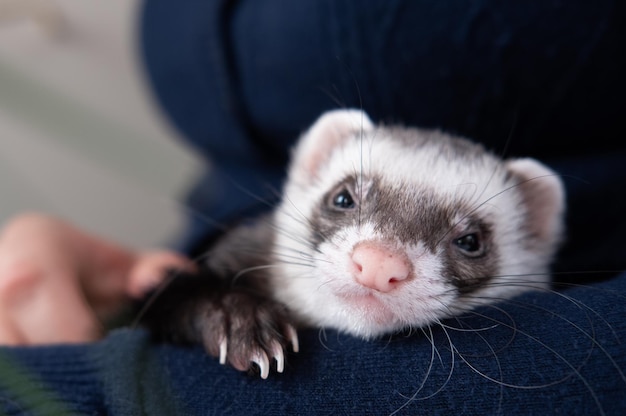 Ritratto di furetto domestico carino e stanco che riposa nelle mani del suo proprietario Donna e un concetto di animale domestico