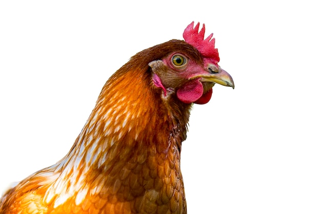 ritratto di gallina marrone su sfondo bianco isolato.