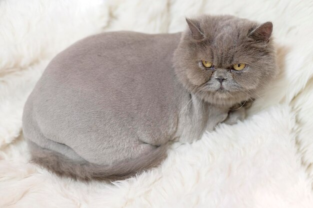 Ritratto di gatti adorabili Scottish fold su sfondo bianco per studio