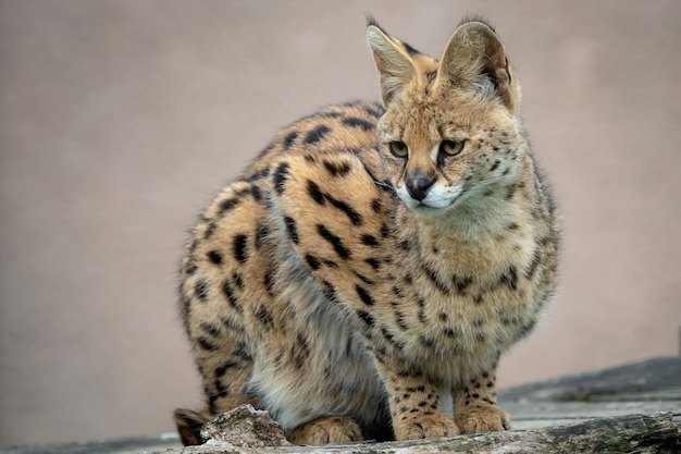 Ritratto di gatti delle steppe Leptailurus serval Gatti selvatici