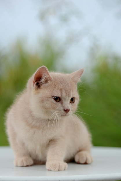 Ritratto di gattino capelli corti britannici all'aperto