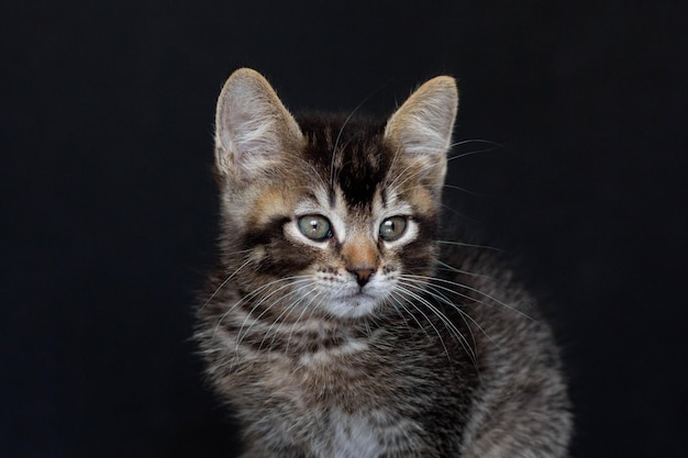 Ritratto di gattino domestico tricolore che guarda da parte sullo sfondo nero