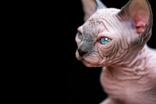 Ritratto di gattino sphynx canadese con grandi occhi azzurri su sfondo nero studio shot copia spazio blu...