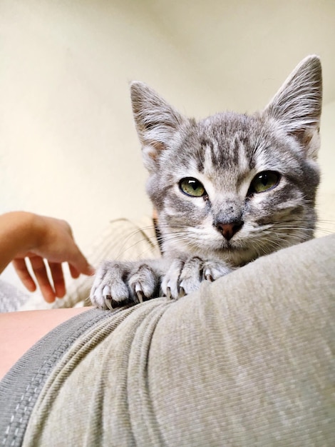 Ritratto di gatto a mano