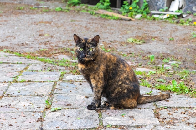 Ritratto di gatto a strisce, gatto adorabile seduto per terra.