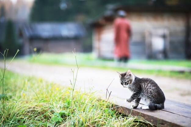 Ritratto di gatto a strisce, primo piano carino gattino grigio, ritratto di gatto a riposo