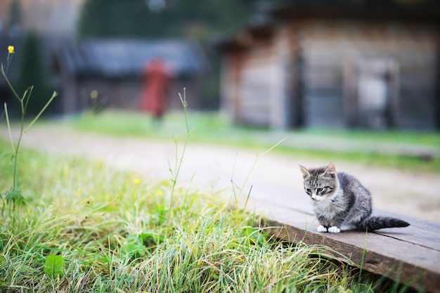 Ritratto di gatto a strisce, primo piano carino gattino grigio, ritratto di gatto a riposo