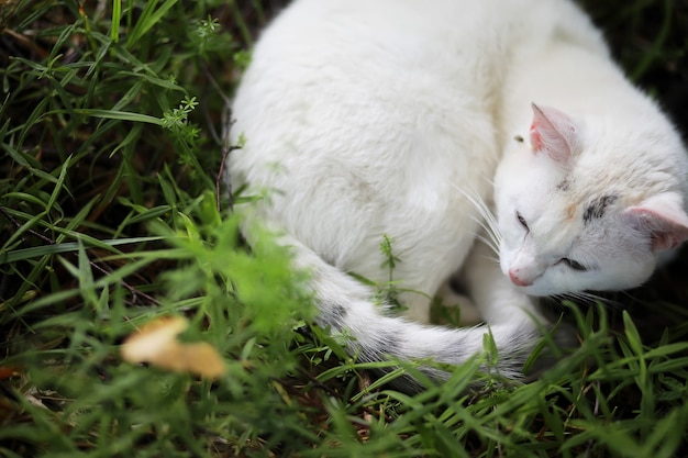 Ritratto di gatto a strisce, primo piano carino gattino grigio, ritratto di gatto a riposo