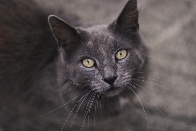 Ritratto di gatto ad alto angolo