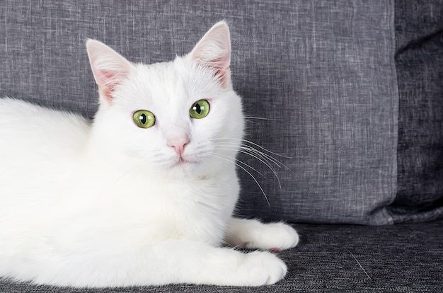 Ritratto di gatto angora turco carino con gli occhi verdi, 1 anno e 10 mesi, sul divano grigio