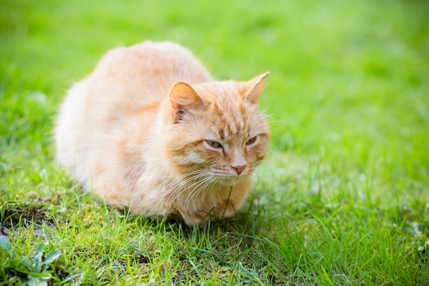 Ritratto di gatto assonnato dalla testa rossa