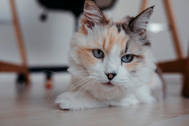 Ritratto di gatto bianco a casa Foto di alta qualità