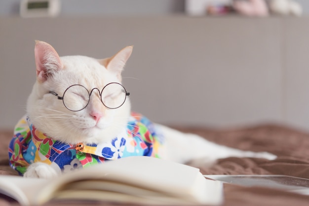 Ritratto di gatto bianco con gli occhiali e libro di lettura